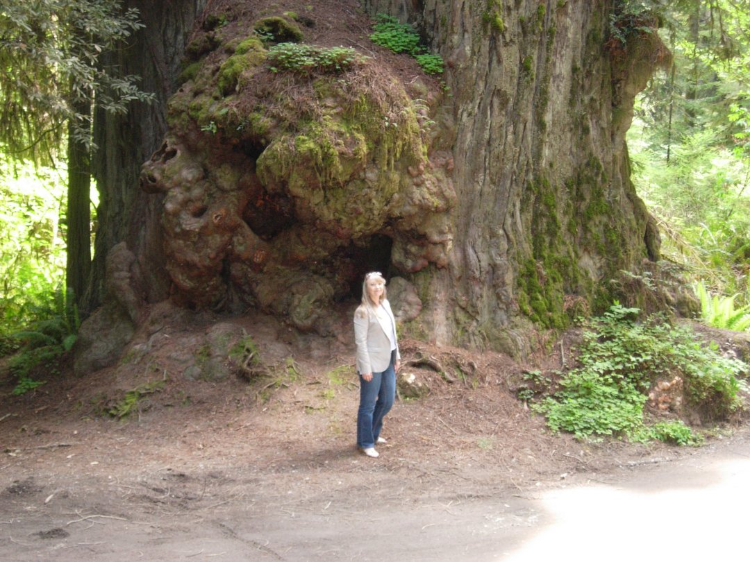Hazel Raven In Giant Redwood Forest